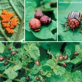 A burgonyabogár kifejlődésének szakaszai