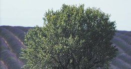 Trồng hoa oải hương