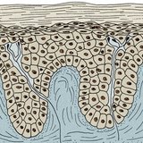 Lớp biểu bì và hạ bì