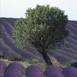 Cánh đồng hoa oải hương ở đâu đó ở châu Âu