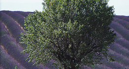 Cánh đồng hoa oải hương ở đâu đó ở châu Âu