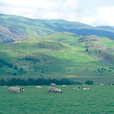 Đàn cừu ở quần đảo Anh