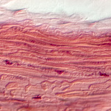 Smooth muscle tissue&nbsp;(in the stomach wall)
