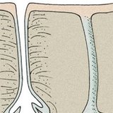 Lớp biểu bì và hạ bì