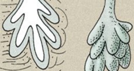 Lớp biểu bì và hạ bì