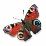 Chim công châu Âu