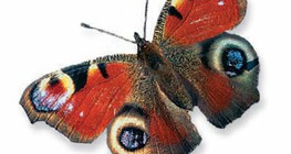 Chim công châu Âu