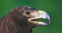 Đại bàng đuôi trắng (erne)