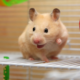 Chuột Hamster