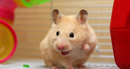 Chuột Hamster
