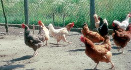 Các loại gà khác nhau