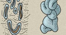 Các tuyến da: tuyến mồ hôi