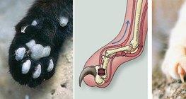 Cấu tạo móng vuốt của mèo