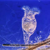 Bánh xe động vật