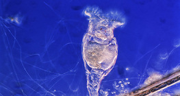 Bánh xe động vật