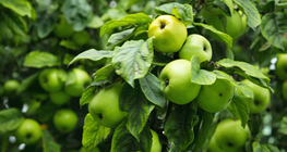 Táo xanh trên cây