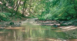 Suối Cuha ở Bakony (Hungary)