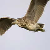 Black-crowned Night heron juvenile
