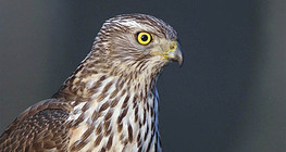 Ưng ngỗng miền Bắc