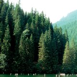 Hồ Red ở Transylvania được hình thành do lở đất