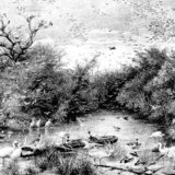 Thế giới nước hoang dã