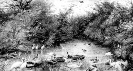 Thế giới nước hoang dã