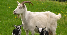 Một con dê với những đứa trẻ của nó