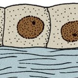 biểu mô hình khối