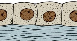 biểu mô hình khối