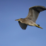 Black-crowned Night heron juvenile