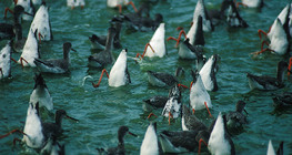 Cho chim choắt nâu ăn