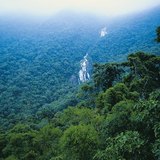 rừng mưa nhiệt đới