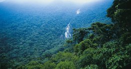 rừng mưa nhiệt đới