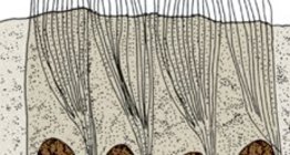 Biểu mô trụ cột