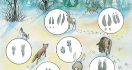 Động vật trong tuyết