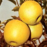 Golden Delicious, một giống táo