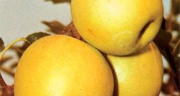Golden Delicious, một giống táo