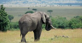 Voi ở thảo nguyên