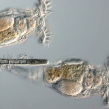 Bánh xe động vật