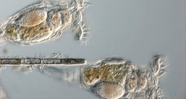 Bánh xe động vật