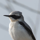 Lúa mì miền bắc