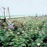 Thiết bị tưới tự động