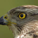 Northern goshawk