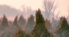 Sậy thu hoạch và ràng buộc trong bó