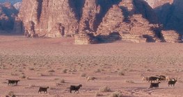 Wadi, một thuật ngữ tiếng Ả Rập cho đáy sông khô