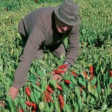 Thu hoạch ớt bột