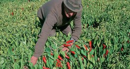 Thu hoạch ớt bột