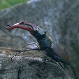 Stag beetle