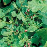 Thiệt hại của bọ khoai tây Colorado