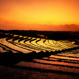 Ruộng bậc thang ở Bali